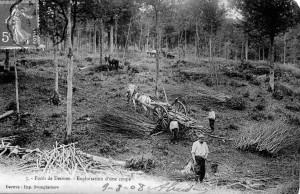 Exploitation d'une coupe en forêt de Desvres (carte postale datée en 1908)