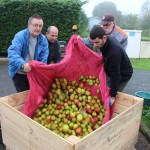 Récolte des pommes au verger communal pour l'opération "jus de pomme"